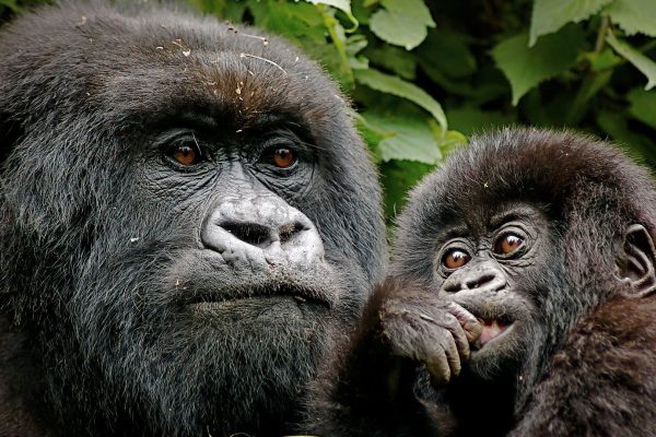 Gorilla trekking in Volcanoes National Park Rwanda