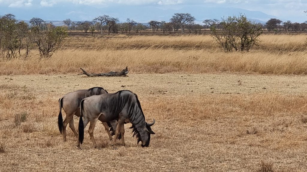 Wildlife in Mikumi National Park 