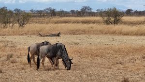 Wildlife in Mikumi National Park