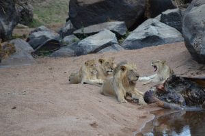 Wildlife in Ruaha National Park