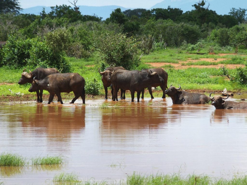 Wildlife in tsavo east