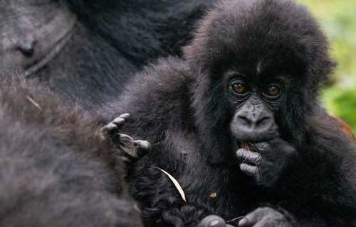 Gorilla Trekking in Volcanoes