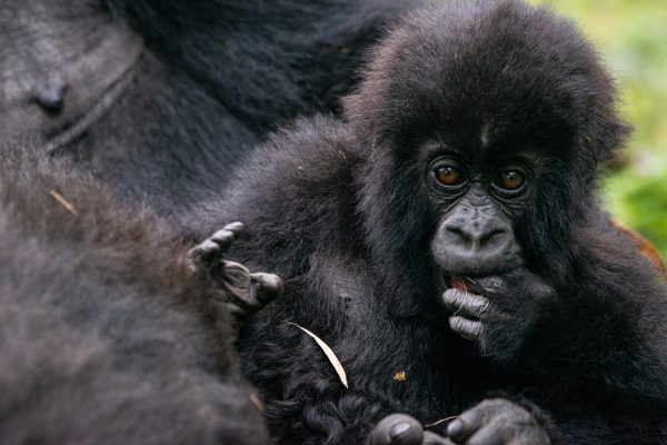 Gorilla Trekking in Volcanoes