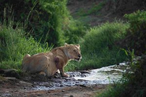 Murchison Falls National Park Animals