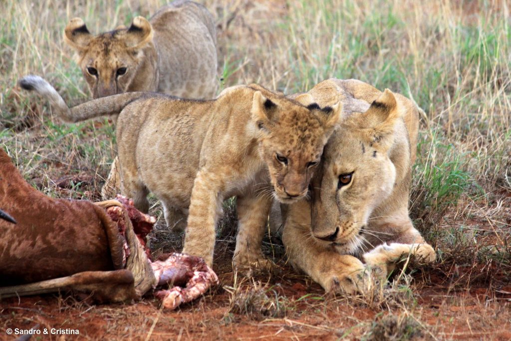 parco-nazionale-tsavo