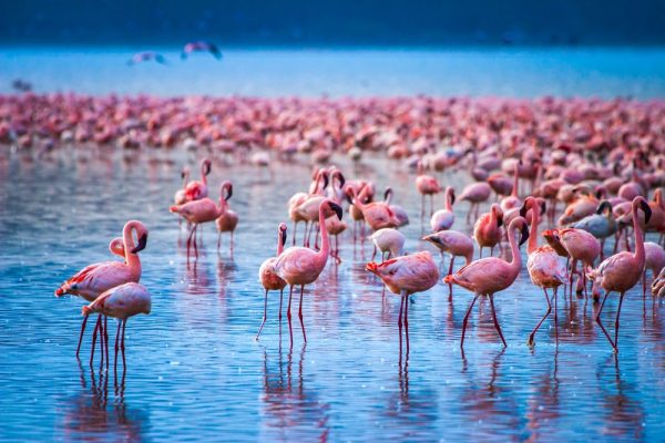 Pink Flamingos in Lake Nakuru National Park Pink Flamingos in Lake Nakuru National Park