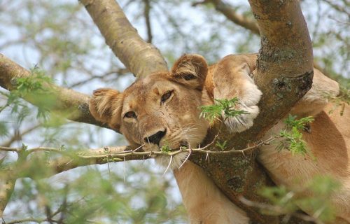 tree-climbing lions in Queen Elizabeth National Park