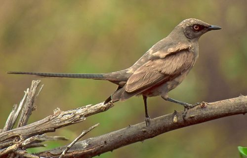 Ashy Starling