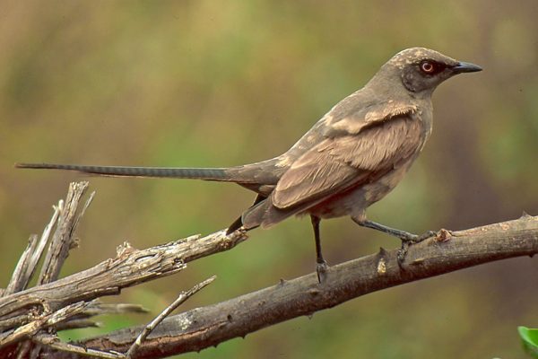 Ashy Starling