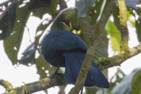 Black-billed turacos