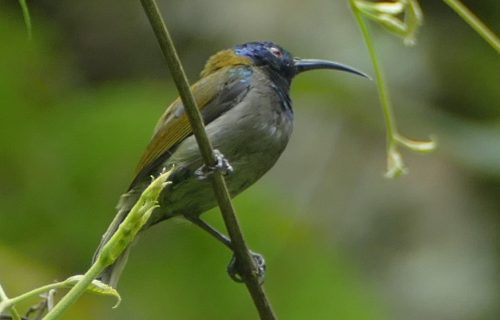 Blue-headed Sunbird