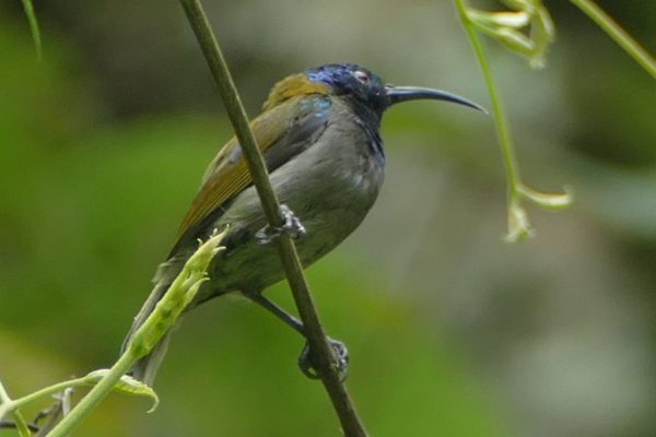 Blue-headed Sunbird