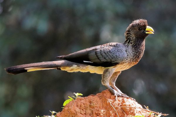 Eastern Grey Plantain-eater