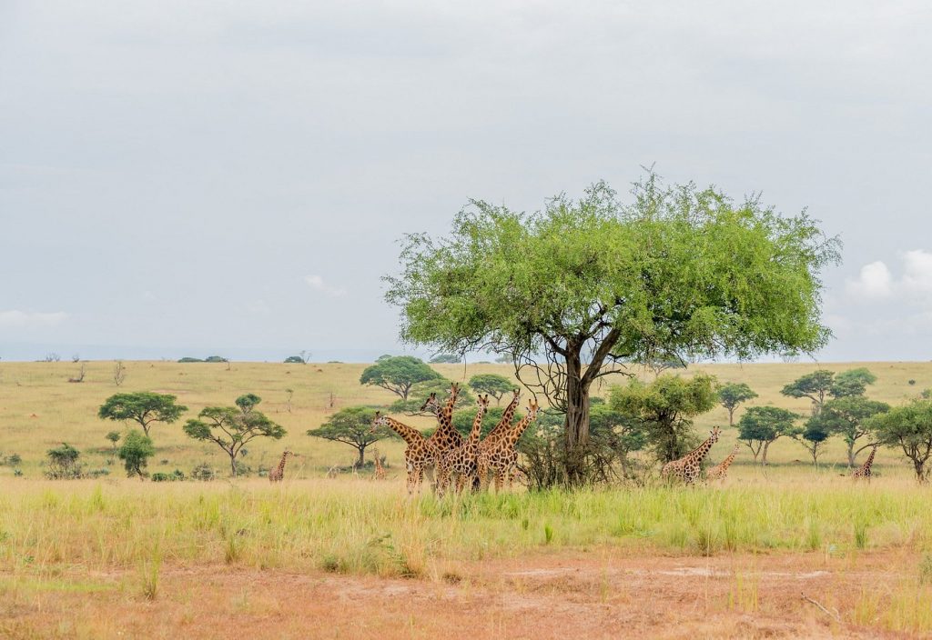 Evening Game Drive in Murchison Falls National Park