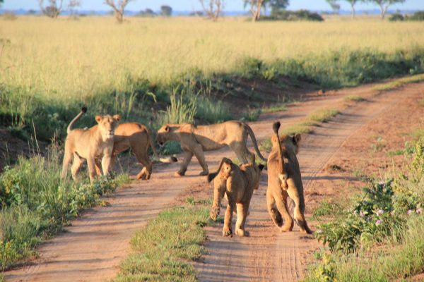 Evening Game Drive (lions Playing) Murchison Falls National Park