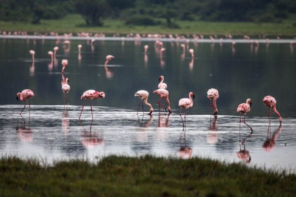 Flamingos in Queen Elizabeth Uganda