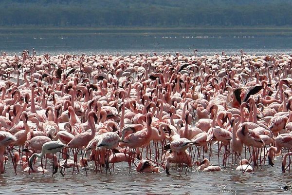 Flamingos in Uganda