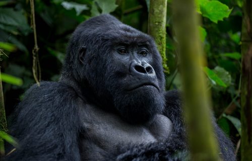 Gorilla Trekking Uganda minimum age