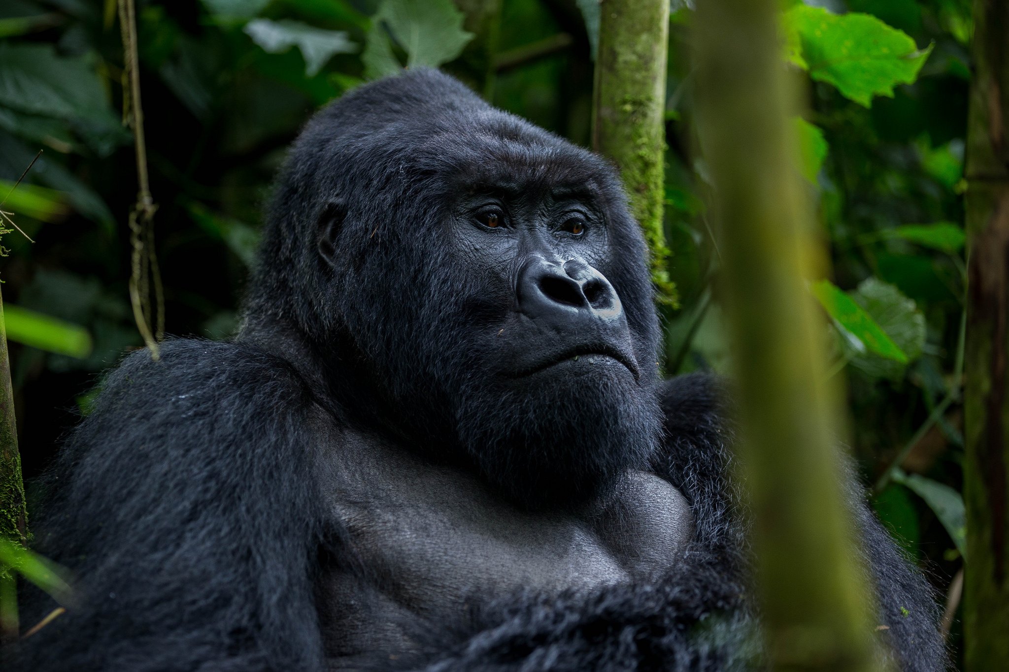 Gorilla Trekking Uganda minimum age