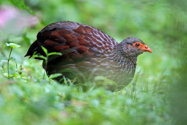 Handsome Francolin