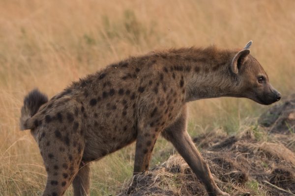 Hyenas in Ishasha Wilderness Tented Camp