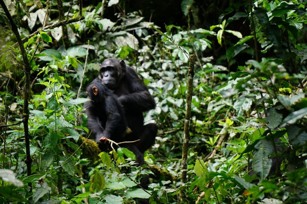 Kibale National Park Chimpanzee trekking