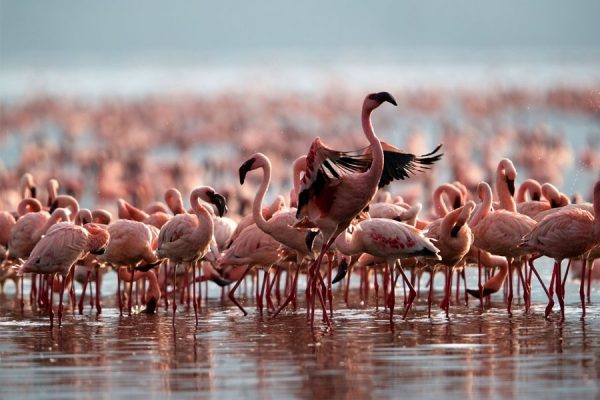 Lesser Flamingos Uganda