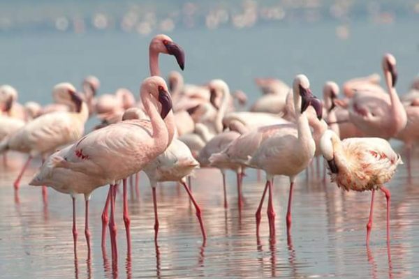 Lesser Flamingos in uganda