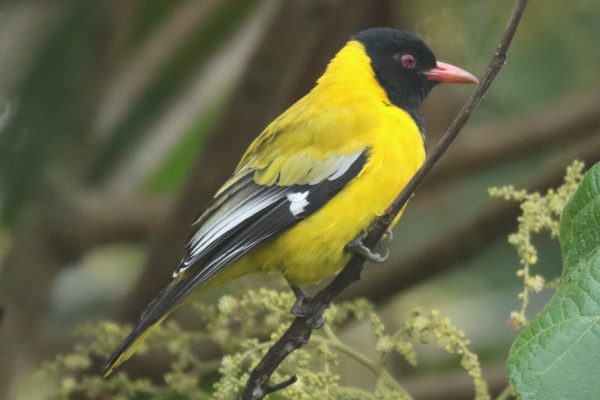 Montane Oriole