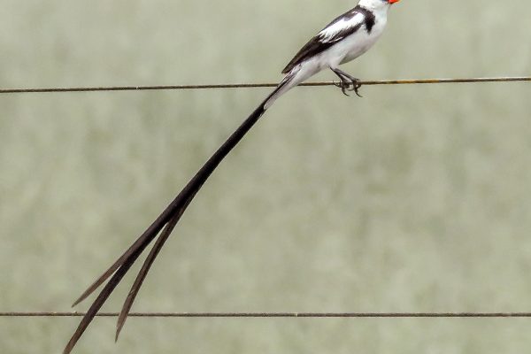 Pin-tailed Whydah