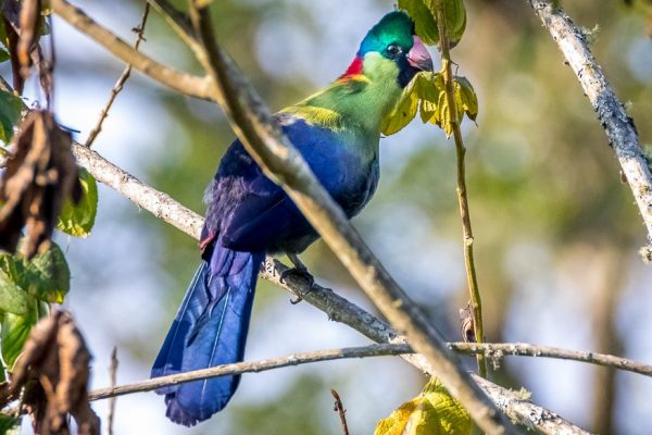 Ruwenzori Turaco