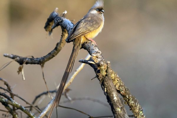 Speckled Mousebird