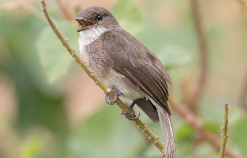 Swamp Flycatcher