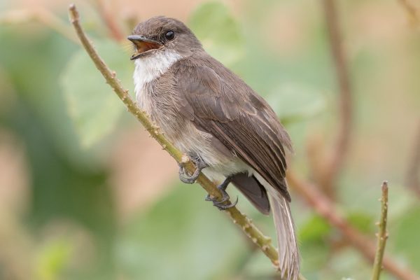 Swamp Flycatcher