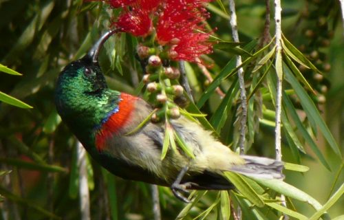 Usambara Double collared Sunbird