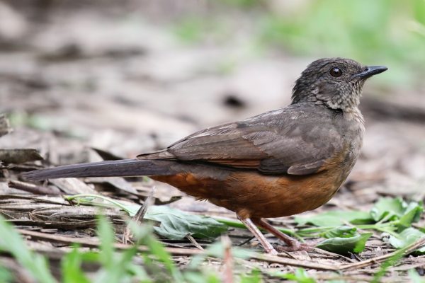 White-tailed Ant Thrush