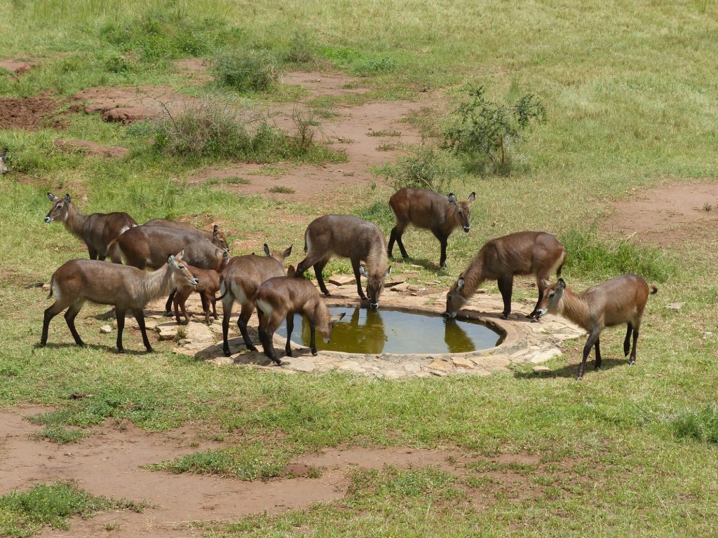 Wildlife viewing tours in Kidepo National Park