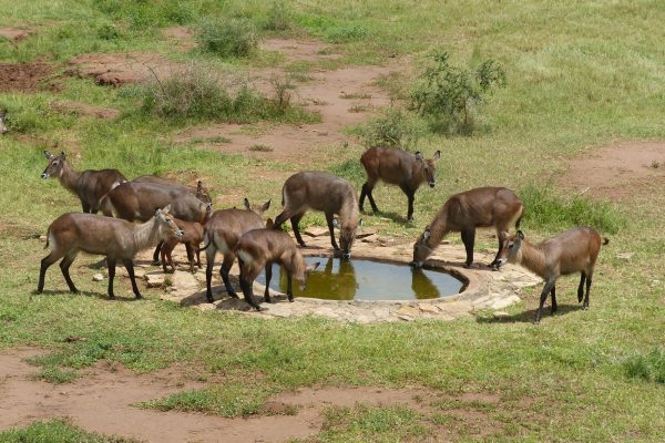 Wildlife viewing tours in Kidepo National Park