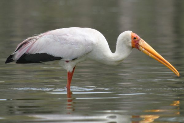 Yellow-billed Stork