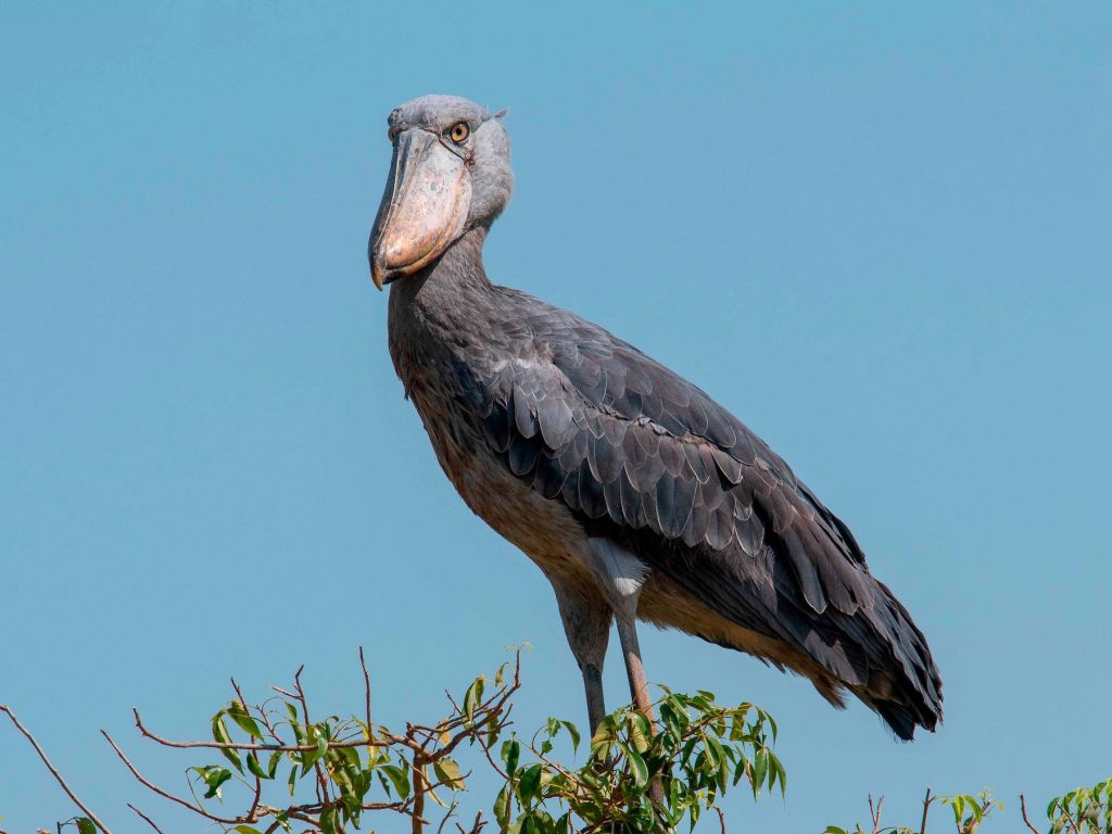 shoebill