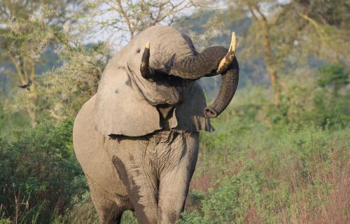 wildlife around Ishasha Wilderness Tented Camp