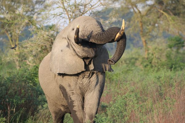 wildlife around Ishasha Wilderness Tented Camp