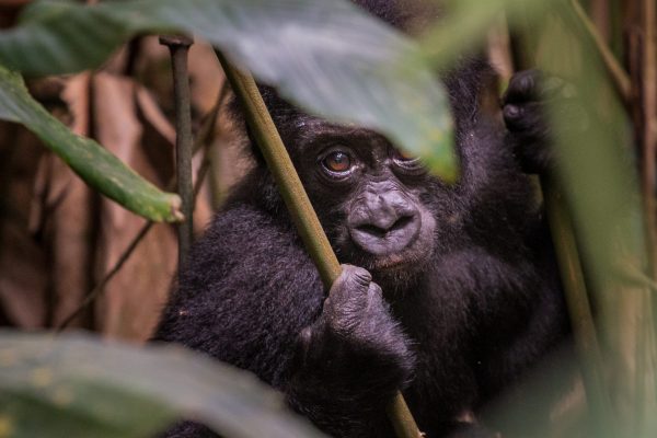 Congo Gorilla Safaris