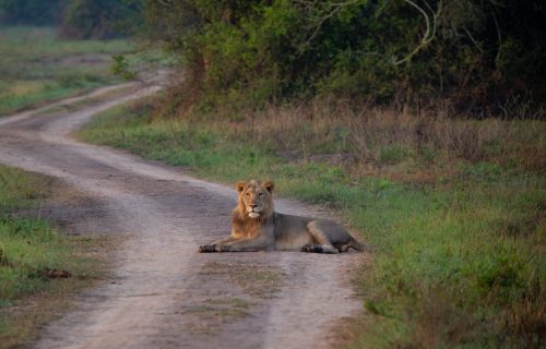 Happy New Month from Akagera National Park!