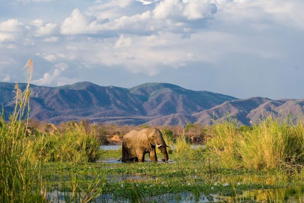 Lower Zambezi National Park - Zambia