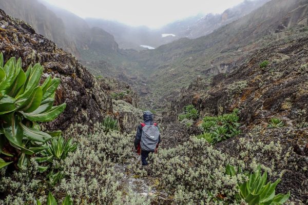 Rwenzori Trekking Equatorial Snow -Day 4