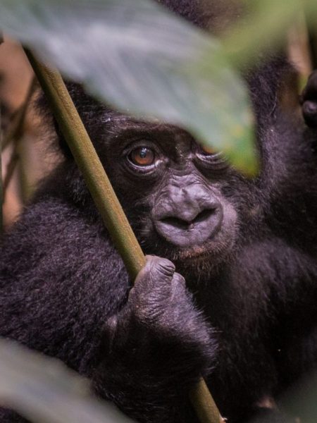 cropped-Congo-Gorilla-Safars.jpg