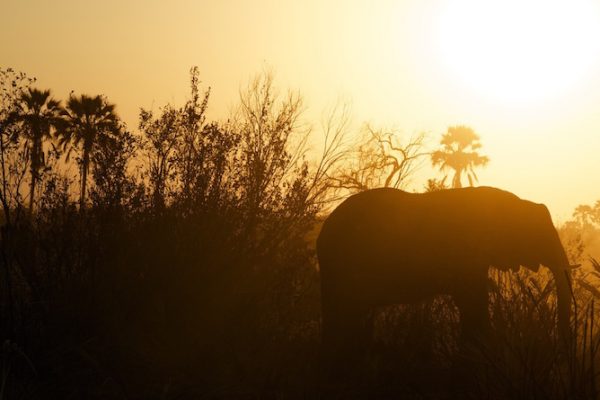 Lower Zambezi National Park wildlife
