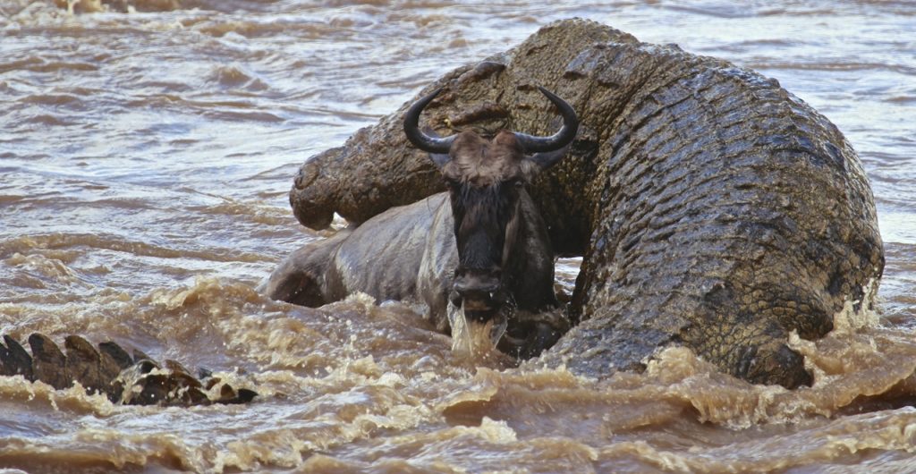 Crocodiles kill a young wildebeest in Mara river