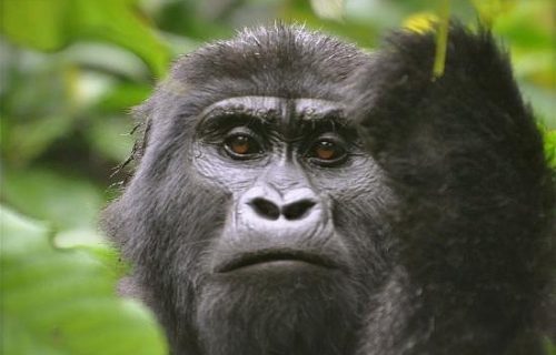 Gorillas of Bwindi Impenetrable Forest